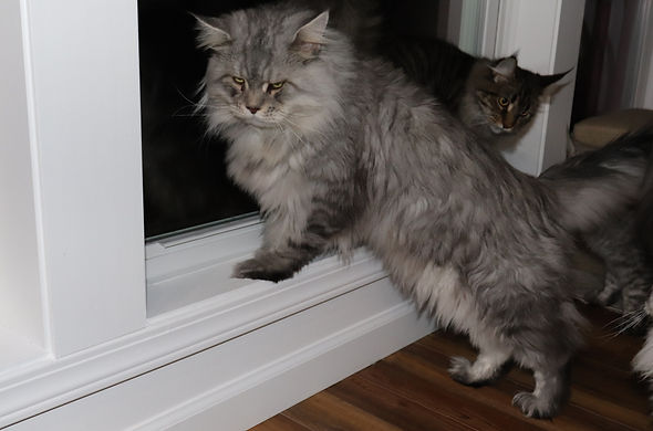 Mora TopLine Maine Coons