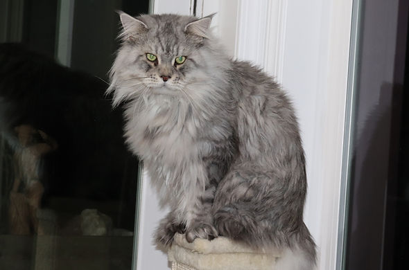 Mora TopLine Maine Coons