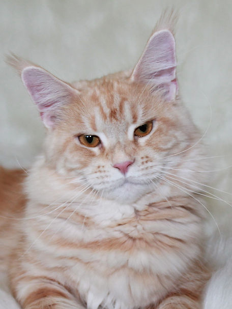 Mora TopLine Maine Coons