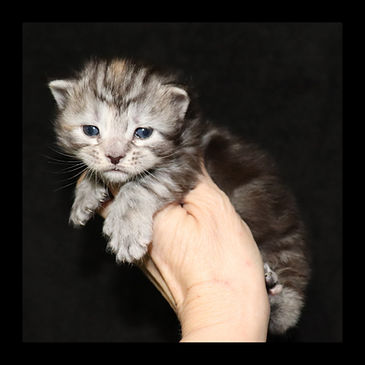 Mora TopLine Maine Coons