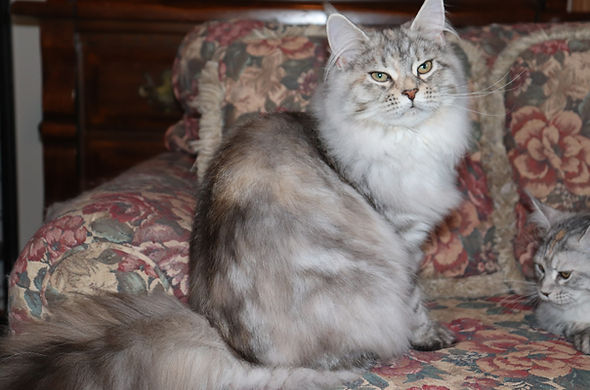 Mora TopLine Maine Coons