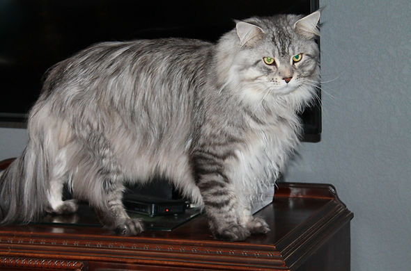Mora TopLine Maine Coons