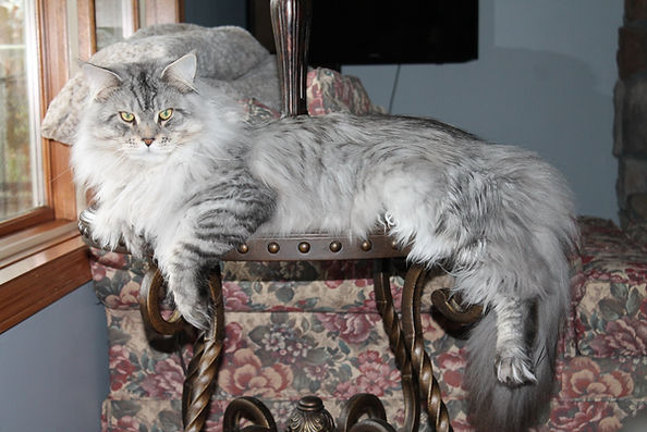Mora TopLine Maine Coons