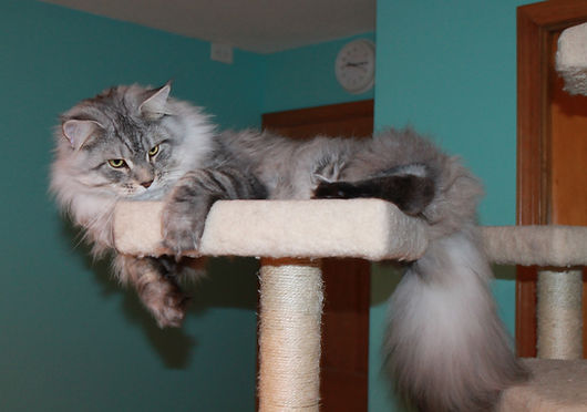 Mora TopLine Maine Coons