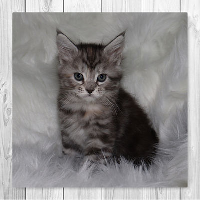 Mora TopLine Maine Coons