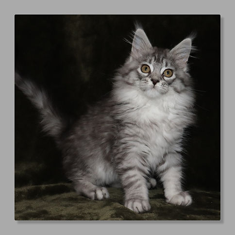 Olive.jpg