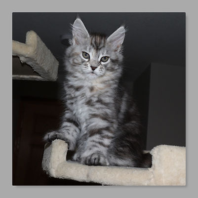 Mora TopLine Maine Coons