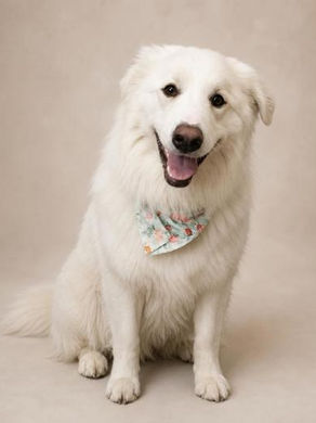 An adoptable pet at Flathead County Animal Shelter in Kalispell, MT