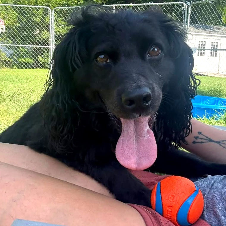 Lovable Skeeter is at Old Dominion Humane Society waiting to meet his forever family.