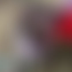 Starla, an adoptable dog, at Old Dominion Humane Society