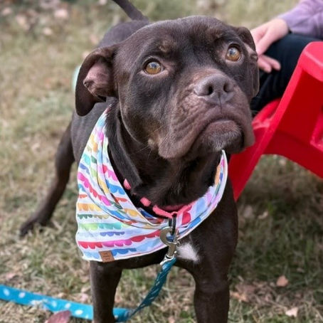 Starla, an adoptable dog, at Old Dominion Humane Society