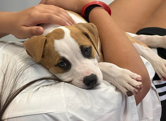 puppy-yoga-med_v2.jpg