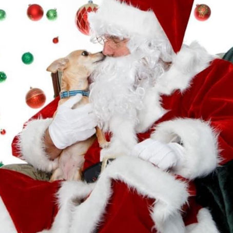 Bring Four-Legged Friends To Old Dominion Humane Society For Holiday Photos With Santa, November 9 And 10