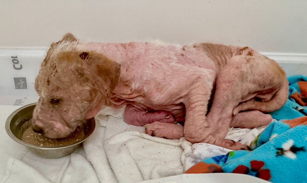 Diamond In The Rough (Diamond) (in photos) was rescued from a severe neglect case by Old Dominion Humane Society (ODHS) volunteers in August. She arrived at ODHS with numerous maladies, and Ana Ojeda, of Stafford, chose to foster the six-month-old pup because helping dogs in critical condition is not just a passion—it’s her purpose. Ojeda cares for Diamond with medicated baths every three days, topical treatments and soothing skin creams. (The “Before” photo shows Diamond eating without being able to stand up on her own in August. The “After” photo was taken just two months later, showing the dog with strength to stand, fur growing and on the road to recovery.) Diamond is now available for adoption. For more information about the dogs available for adoption and adoption surveys, as well as sponsorships, upcoming events, volunteering, fostering and donating items, visit https://www.olddominionhumanesociety.org