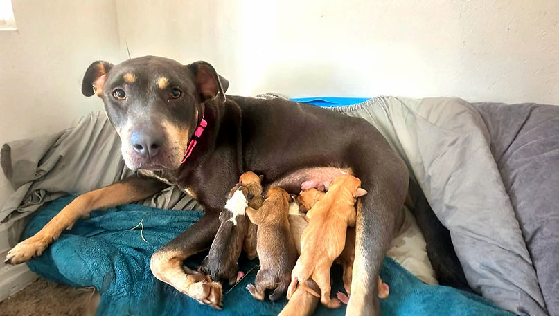 spay-it-forward-litter-appalacia.jpg