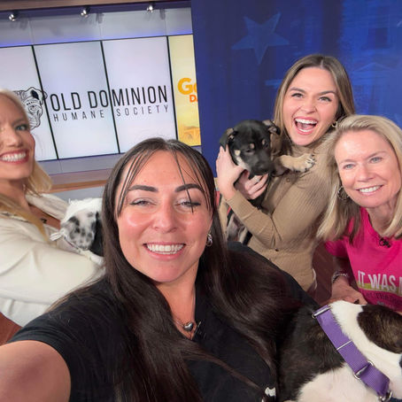 FOX5 Mornings and Good Day DC Anchor Jacqueline Matter Snuggles Up To Old Dominion Humane Society Rescue Dog Harvest On November 5 Show