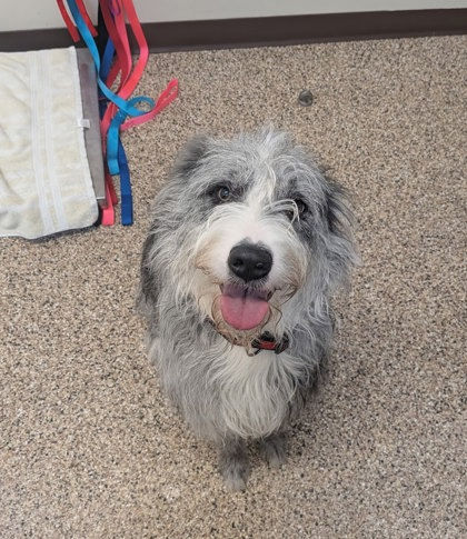Sage is available for adoption at Flathead County Animal Shelter. Schedule a meet-and-greet by calling 406-752-1310.