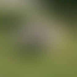 Annual Old Dominion Humane Society Fall Festival Has Treats For The Whole Family, October 12