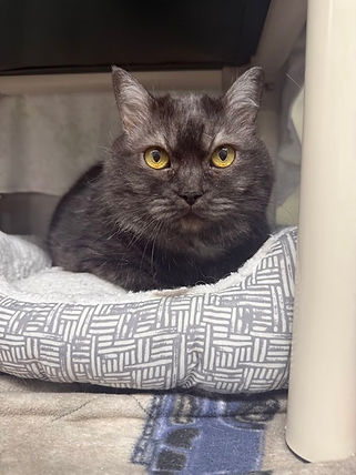 Suzy is available for adoption at Flathead County Animal Shelter. Schedule a meet-and-greet by calling 406-752-1310.