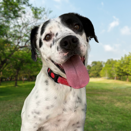 Tessy who escaped cruelty and euthanasia is ready for adoption at Old Dominion Humane Society.