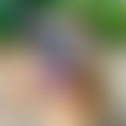 Old Dominion Humane Society Saturday Strolls and Sunday Hikes With Rescue Dogs Time Changed to 8:45 A.M. For Fall/Winter