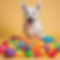 dog playing with enrichment toys 2.jpg