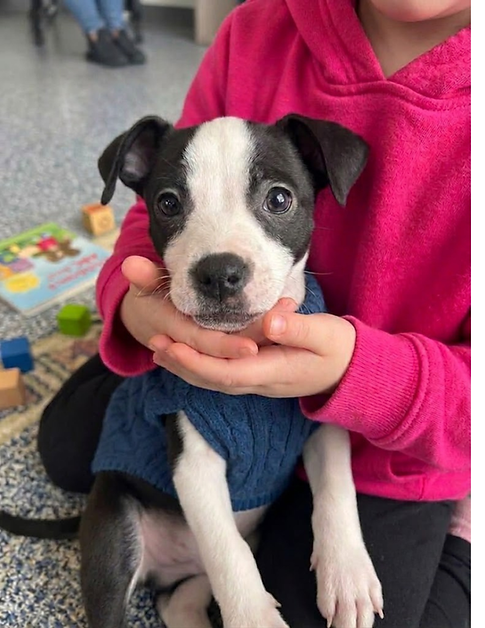 pup-bw-blue-sweater.png.png