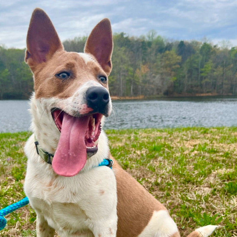Mocha is an energetic, smart and lovable dog, who’s friendly with other pups and tolerant of felines. Available for adoption at Old Dominion Humane Society (ODHS), he knows commands, listens well and is an athletic boy who ran five miles without slowing down. He loves walking and just splashing around the water. A sociable love bug, he wants to meet everyone--people and dogs. Meet Mocha and other rescue dogs from ODHS that are ready to play, cuddle and snuggle during events in June.