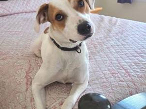 Fun Events with Old Dominion Humane Society Rescue Dogs Throughout September