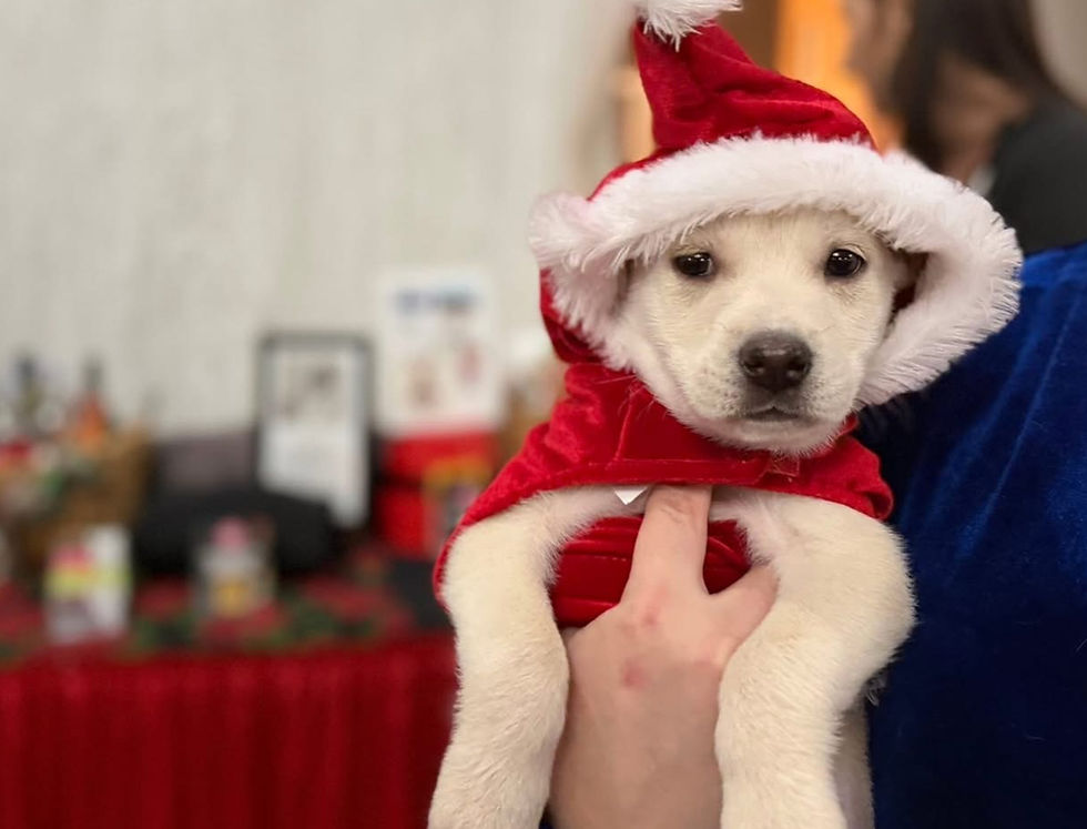Christmas In July At Spotsylvania Towne Centre 1-4 PM