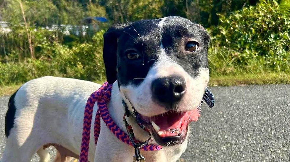 Sunday Hike 8:45 AM at ODHS