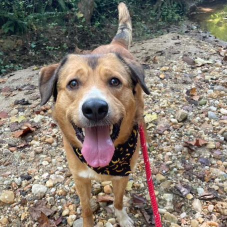 Public Invited To The Second Annual ‘Gobble Wobble Hike’ With Old Dominion Humane Society Rescue Dogs, November 28