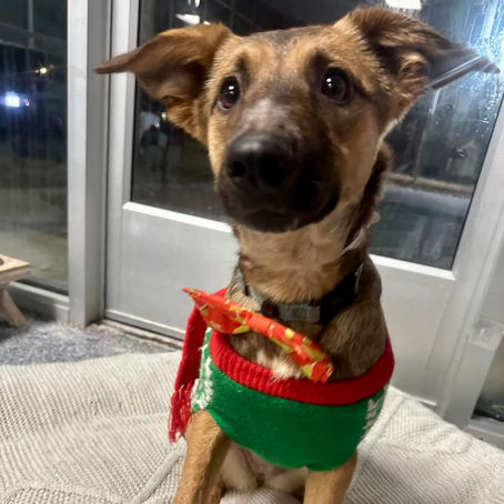 Bring A Rescue “Home For The Holidays” With Old Dominion Humane Society’s Foster Program, December 21-28 And December 28-January 4