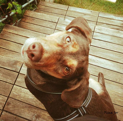 Hvem vil du være for hunden din?