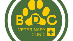 BDC Veterinary Clinic in Kota Kinabalu, Sabah is currently looking for a veterinarian to join their team! Drop us your application today! Our clinic is looking to add to our growing team! Veterinarians who are interested in strengthening their basic vet skills and developing their interests in Cat & Dog medicine (& limited exotics: Rabbits/ Guinea pigs/ Hamsters) in a supportive environment.
