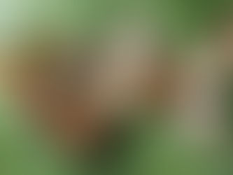 Mesa com varios tipos de cereais