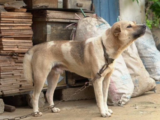 Tarcísio sanciona lei que proíbe acorrentamento de animais em São Paulo