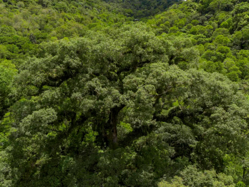 Mata Atlântica perde 2,4 milhões de hectares em 40 anos