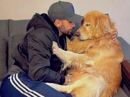 Cachorro golden retriever morre após falha no transporte aéreo da Gol