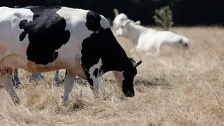 Brasil se consolida como 3º maior produtor mundial de ração animal