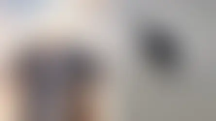 MP pede arquivamento do caso Cão Orelha em Santa Catarina