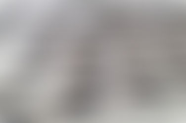 Mais de 700 pinguins são encontrados mortos uma semana no litoral de SP
