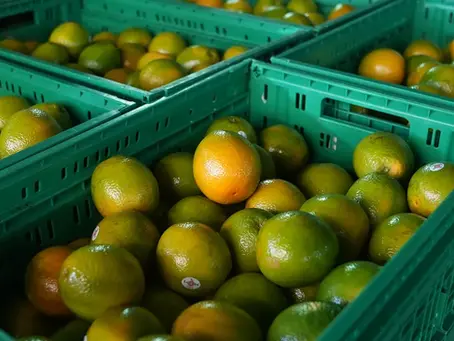 Empresa dos EUA que importa laranja vai à Justiça contra tarifa de Trump ao Brasil