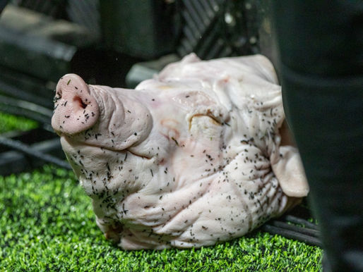 Cabeça de porco arremessada durante Derby pode gerar punição esportiva ao Corinthians
