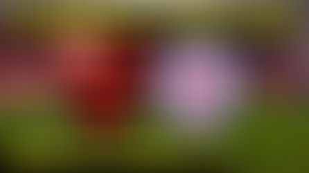 Flamengo e Cruz Azul jogam hoje.