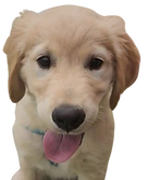 image-removebg-preview (3).png