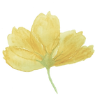 logo_yellow_edited.png
