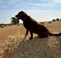 Catherine's dog Lottie