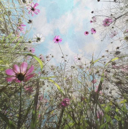 layered photography, art, midwest, upper midwest, rural, landscape, whimsical