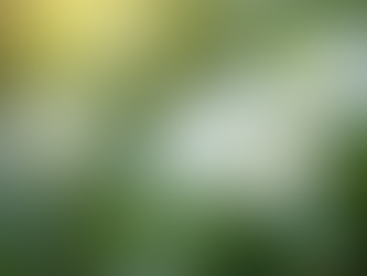 The Enchanting World of Jasmine: A Guide to Its Benefits and Uses